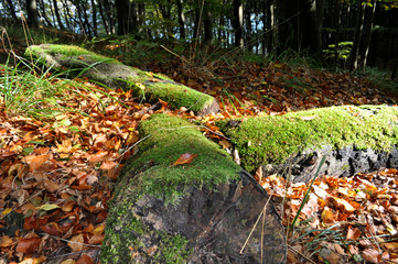 drei moosbewachsene Baumstämme im Sonnenlicht