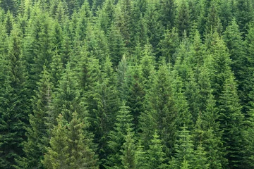 Fotobehang fir trees forest background © Kokhanchikov