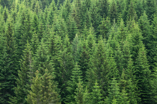 Fir Trees Forest Background