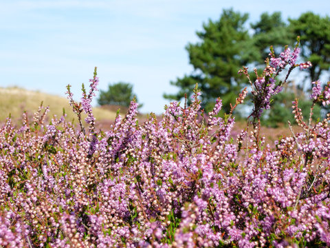 Eria, Ericaceae, Heidebl&uuml;te auf Hiddensee, R&uuml;gen