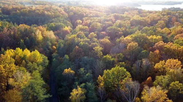 Aerial close-up view of the forest with trees covered with yellow foliage