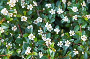 Obraz na płótnie Canvas Cotoneaster integerrimus or european cotoneaster green foliage with white flowers