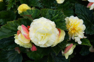 Begonia tuberhybrida many white and yellow flowers with green
