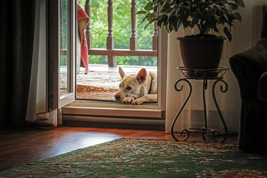 A White Dog Lies On The Veranda Near The Front Door To The House.