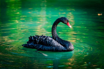 Foto op Plexiglas zwarte zwaan in een vijver © EwaStudio
