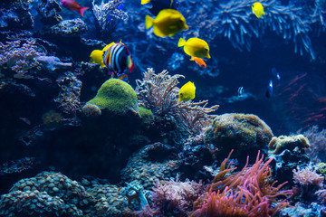 Fototapeta na wymiar Underwater scene. Coral reef, colorful fish groups