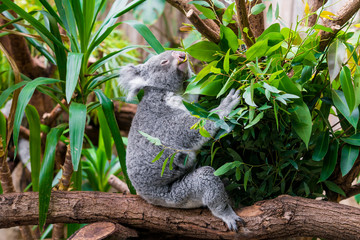 Koala Bear. koala on eucalyptus tree