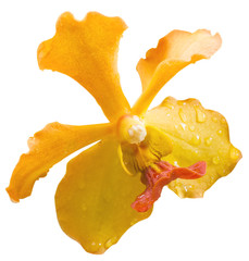 fleur d'orchidée cymbidium, fond blanc