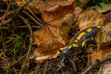 Salamandra