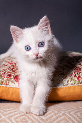 Fototapeta na wymiar Beautiful little clean white kitten on a colored cushion