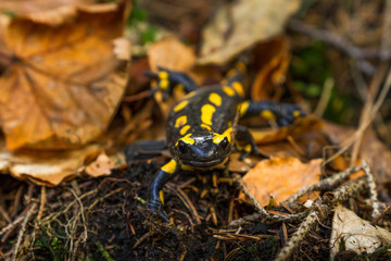 Salamandra