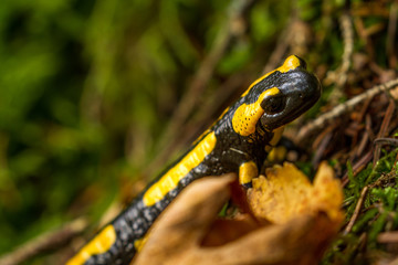 Salamandra
