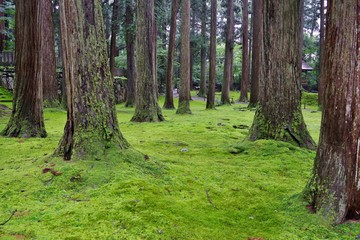 苔が美しい福井県勝山市の平泉寺