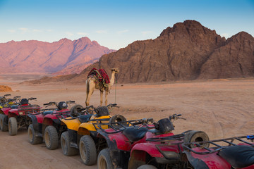 ATVs  and  lonely camel in the desert . Sinai. Egypt.