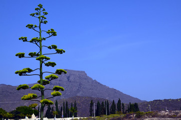 Agave americana (Century plant,Blue agave,American aloe) in bloom growing in Adeje,Tenerife,Canary...