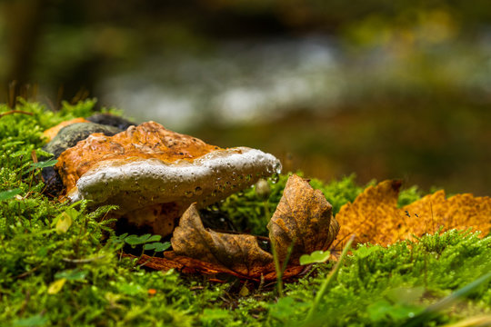 Phellinus pini