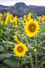 Sunflower Field Hawaii / Sunflower field and agriculture  landscape and flower closeup in Oahu, Hawaii, USA.