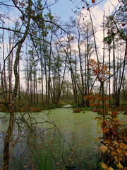 Bagna i mokradła w starym lesie - rezerwat przyrody Olszyny Niezgodzkie © Konrad_elx