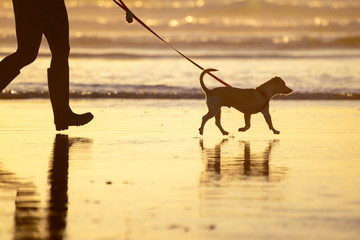 Dog walking on a leash on the beach at sunset