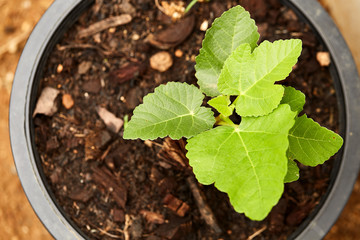 Close view of some fig tree leaves in the garden