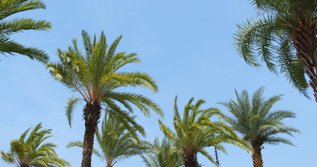 Naklejka na ściany i meble Palm Tree with blue sky