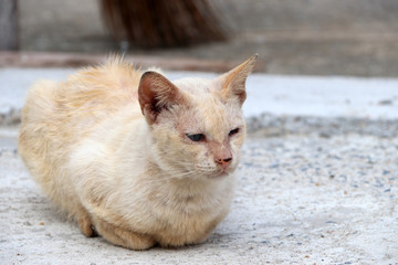 Naklejka na ściany i meble Light orange with white color of cat laying down on the concrete ground. a small domesticated carnivorous mammal with soft fur, a short snout, and retractile claws. It is widely kept as a pet.