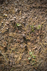 fir-tree needles on the ground in dirt at autumn. background, texture.