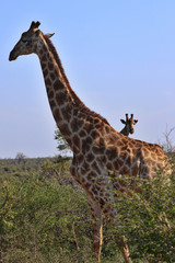 South Africa
