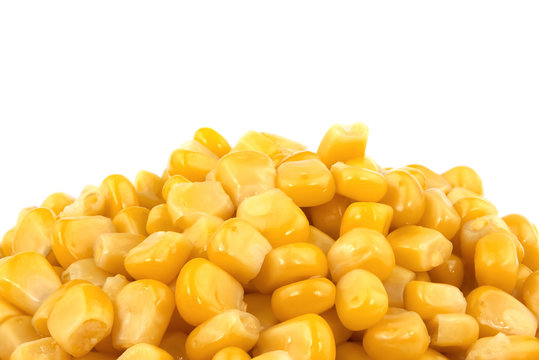 Sweet corn isolated on white background