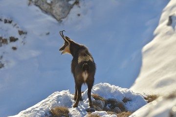 chamois, rutting chamois, high tatras, tatra nature, carpathian chamois, rupicapra rupicapra...