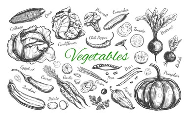 Vegetables collection. Vector hand drawn illustration. Isolated objects on white. Sketch style