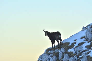 chamois, rutting chamois, high tatras, tatra nature, carpathian chamois, rupicapra rupicapra tatrica, protected species chamois