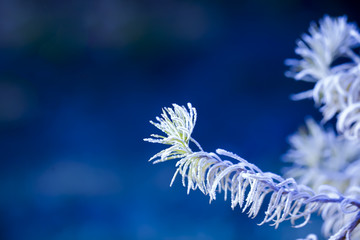 Larch branches covered with frost on a blue background