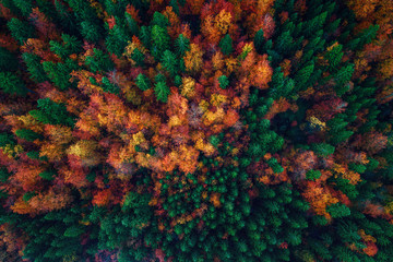 Obraz premium Widok z lotu ptaka nad jesień lasu krajobrazem