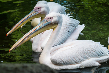 Three white pelicans