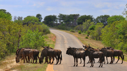 Fototapeta premium South Africa
