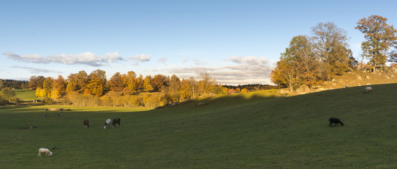 Panorama with sheep and fields and a lighter background in the early morning in Sweden.          