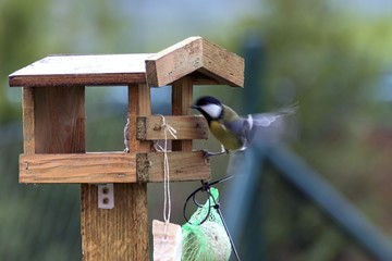 Titles feed in a feeder in autumn
