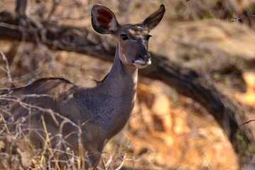 South Africa