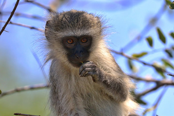 South Africa