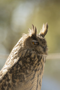 buho parpado