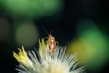 Small Bug, Big Heart