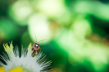Small Bug, Big Heart