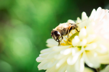 Bee on Chrysanthemum