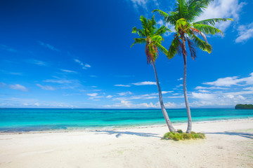 tropical beach with coconut palm