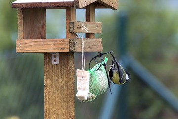 Titles feed in a feeder in autumn
