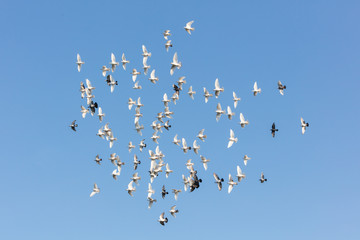 White pigeons in Greece