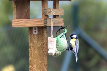 Titles feed in a feeder in autumn