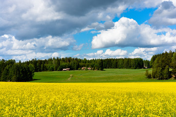 Swedish rapeseed field with green fields and the typical red Swedish buildings and blue sky’s in the background. Fantastic depth.              