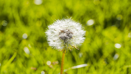 Obraz premium Fluffy dandelion in the garden in a sunny day.Green background.